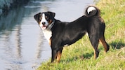 Appenzeller Sennenhunde gelten als gutmütig – im Innviertel biss einer zu (Symbolbild).