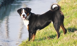 Ein solcher Appenzeller Sennenhund biss zu. (Symbol)