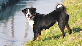 Ein solcher Appenzeller Sennenhund biss zu. (Symbol)