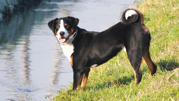 Ein solcher Appenzeller Sennenhund biss zu. (Symbol)