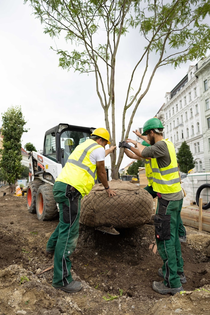 70 Bäume kommen, die ersten wurden am Donnerstagvormittag angeliefert.