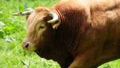 Polizei, Wildhüter und der kantonale Veterinärdienst suchen nach dem Stier. (Symbolbild)