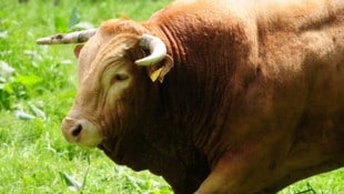 Polizei, Wildhüter und der kantonale Veterinärdienst suchen nach dem Stier. (Symbolbild)