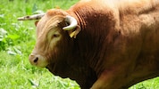 Polizei, Wildhüter und der kantonale Veterinärdienst suchen nach dem Stier. (Symbolbild)