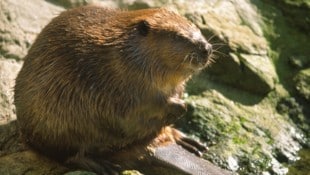 Biber sind aufgrund ihrer rein vegetarischen Nahrungsaufnahme bei den meisten Menschen beliebt. 