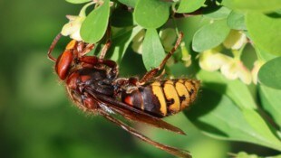 Die heimischen Hornissen halten mit ihrer Arbeit Kärntens Ökosystem in Balance.