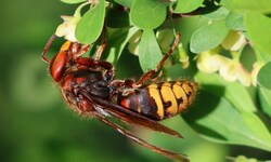 Die heimischen Hornissen halten mit ihrer Arbeit Kärntens Ökosystem in Balance.