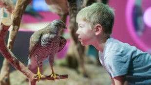 Naturschau im Linzer Schlossmuseum: Theo schaute einem Mäusebussard tief in die Augen