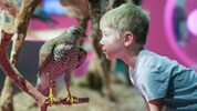 Naturschau im Linzer Schlossmuseum: Theo schaute einem Mäusebussard tief in die Augen