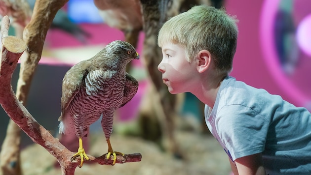 Naturschau im Linzer Schlossmuseum: Theo schaute einem Mäusebussard tief in die Augen