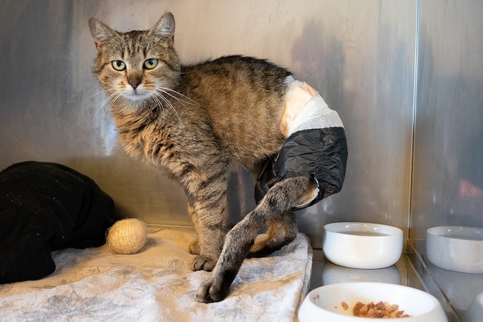 Katze Tabi hatte eine besonders schwere Operation, bei der ihr der Schwanz zur Gänze entfernt ...