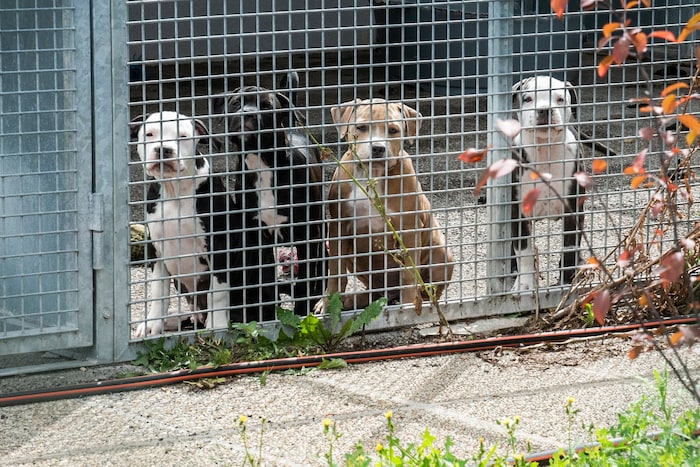 Auch diese vier jungen Hündchen warten auf neue Besitzer.