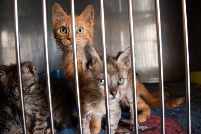 Treuherzige Blicke von Katzen in allen Größen sagen: „Nimm mich mit“.