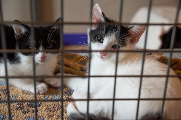 Fast die Hälfte der Kätzchen im Tierheim sind noch Babys oder Jungtiere.