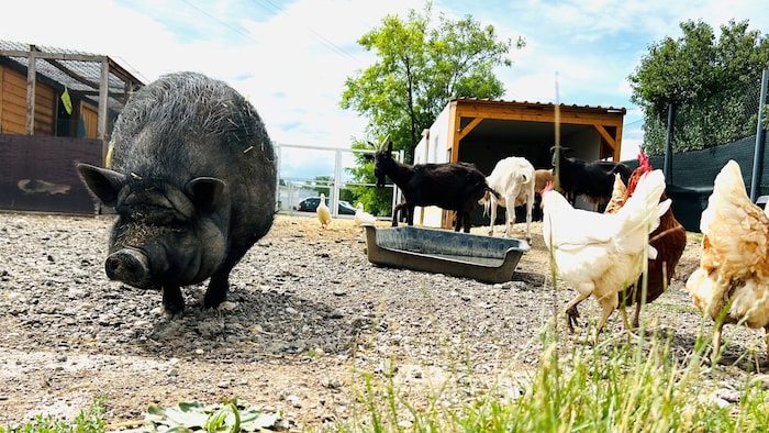 Hängebauchschwein Daisy wurde in Raach im Hochgebirge aufgefunden.