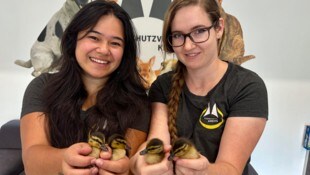 Küken wie jenen an der S 5 zu helfen, zählt für Tierretter schon fast zur täglichen Routine. Der ...