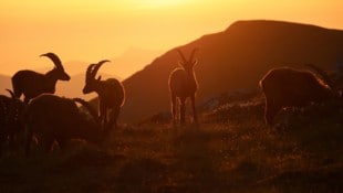 Ein wunderschönes Bild von Martin Prumetz – doch vielfach werden Gämsen verdrängt. 