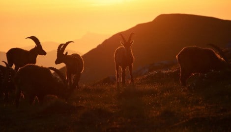 Ein wunderschönes Bild von Martin Prumetz – doch vielfach werden Gämsen verdrängt. 