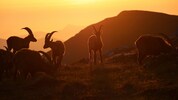 Ein wunderschönes Bild von Martin Prumetz – doch vielfach werden Gämsen verdrängt. 