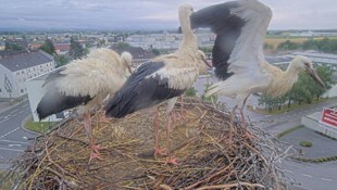 Die fünf Jungtiere breiten ihre Schwingen aus und setzen zum Abflug an