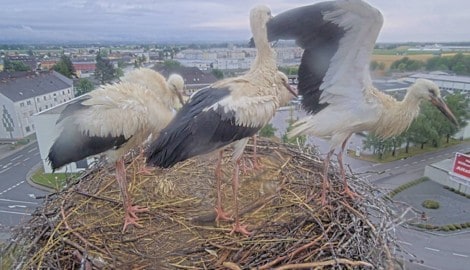 Die fünf Jungtiere breiten ihre Schwingen aus und setzen zum Abflug an