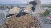 Die fünf Jungtiere breiten ihre Schwingen aus und setzen zum Abflug an