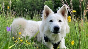„Toni“ ein weißer Schäferhund startet im Herbst mit seiner Besitzerin Julia Knafl die Ausbildung ...