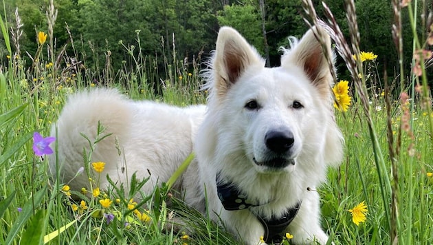 „Toni“ ein weißer Schäferhund startet im Herbst mit seiner Besitzerin Julia Knafl die Ausbildung ...
