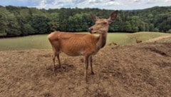 Die Rippen sieht man deutlich, auch die Erde ohne Wiese.