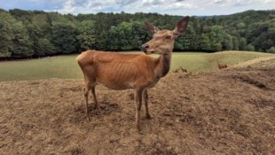 Die Rippen sieht man deutlich, auch die Erde ohne Wiese.