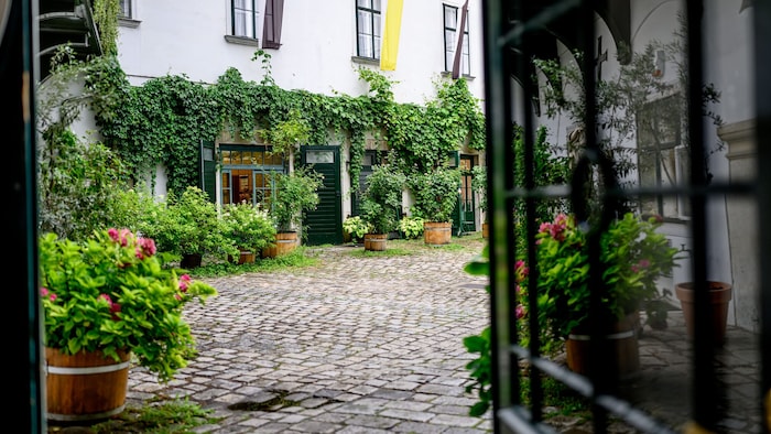 Blumen und Kräuter, rankender Wein: wirkt richtig idyllisch