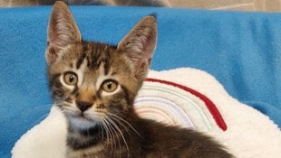 Eines der aufgefundenen Kätzchen...