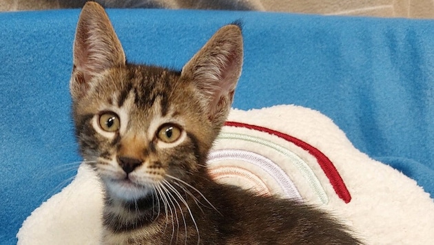 Eines der aufgefundenen Kätzchen...