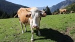 Wanderin und Hund wurden in der Obersteiermark von einer Kuhherde angegriffen