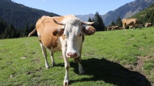 Wanderin und Hund wurden in der Obersteiermark von einer Kuhherde angegriffen