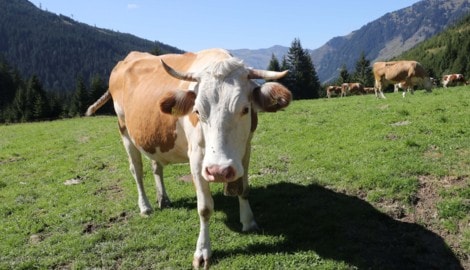 Wanderin und Hund wurden in der Obersteiermark von einer Kuhherde angegriffen
