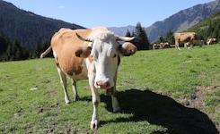 Wanderin und Hund wurden in der Obersteiermark von einer Kuhherde angegriffen