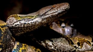 Im März 2025 eröffnete das Haus des Meeres eine hochmoderne Anlage speziell für Giftschlangen.