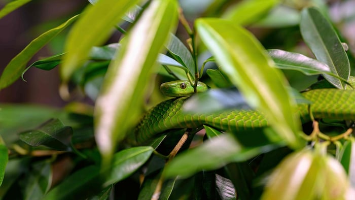 Gewöhnliche Mamba, meisterhaft getarnt.