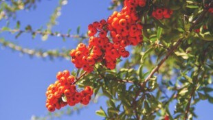 Vogelbeeren: Schauen verlockend aus, sind aber giftig. 