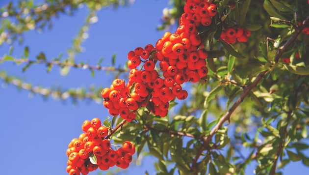 Vogelbeeren: Schauen verlockend aus, sind aber giftig.