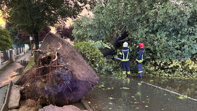 Einsatz nach dem schweren Unwetter in Pinkafeld. Die Feuerwehr musste umgestürzte Bäume von ...