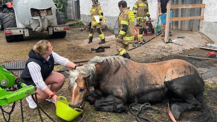 Das Pferd wurde nach dem Sturz in die Gruber wieder aufgepäppelt.