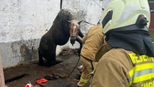 Das Tier stürzte auf einem Hof in Eugendorf in die Güllegrube.