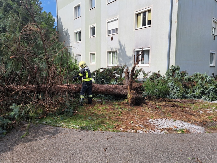 Dieser Baum stürzte zum Glück nicht auf das Wohnhaus.