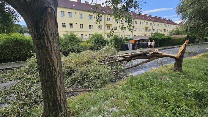 Sturmböen knicken Bäume.