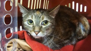 „Wenn Matty früher behandelt worden wäre, würde er noch Leben“ weiß Fingerl. Seine ...