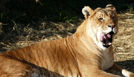 In einem Privatzoo in Rumänien ist ein Liger (Archivbild) zur Welt gekommen – eine Kreuzung ...