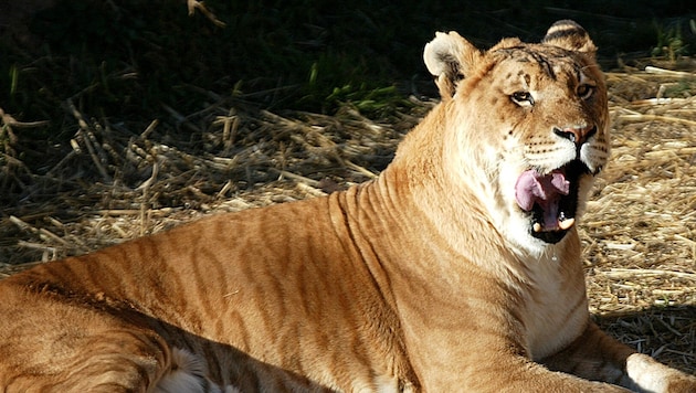 In einem Privatzoo in Rumänien ist ein Liger (Archivbild) zur Welt gekommen – eine Kreuzung ...