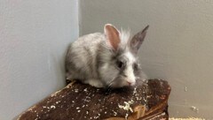 Die Tiere befinden sich derzeit in der Obhut des Tierheims.